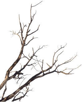 Árvore seca
