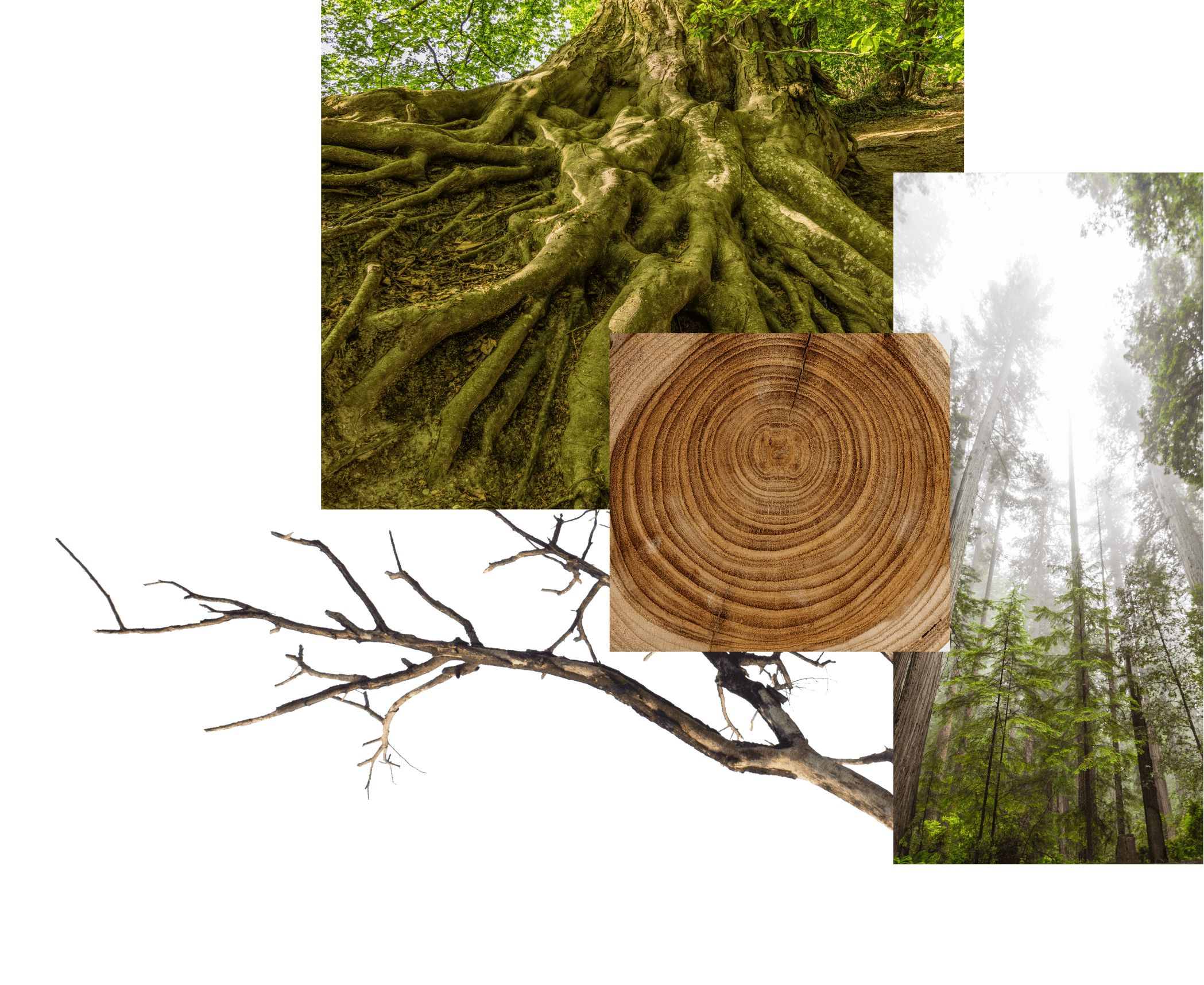 Imagem de introdução à página